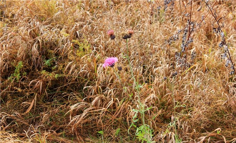 Осеннее путешествие с Мишей. Zwergnase Mischa | Бэйбики Осеннее путешествие с Мишей. Zwergnase Mischa