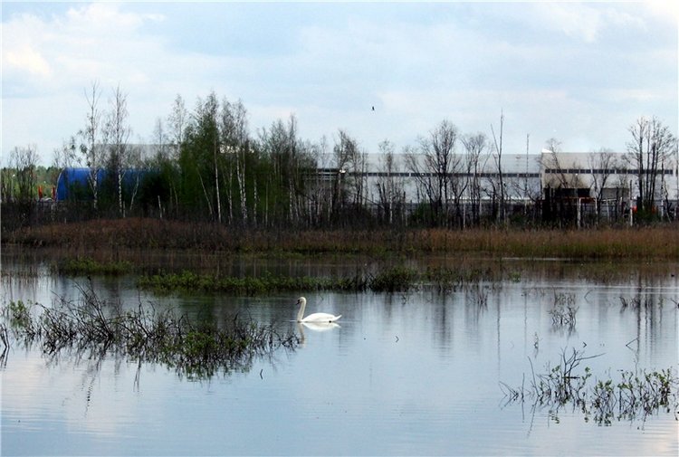 "Лебединое озеро" в Твери