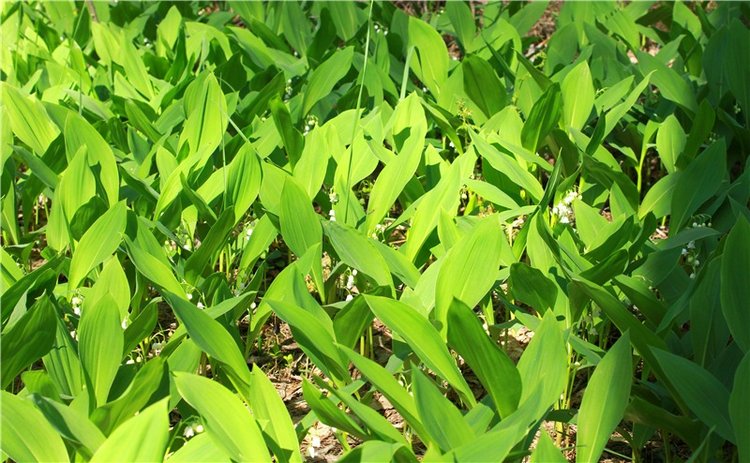 Ландыши - Светлого мая привет (фото 3)