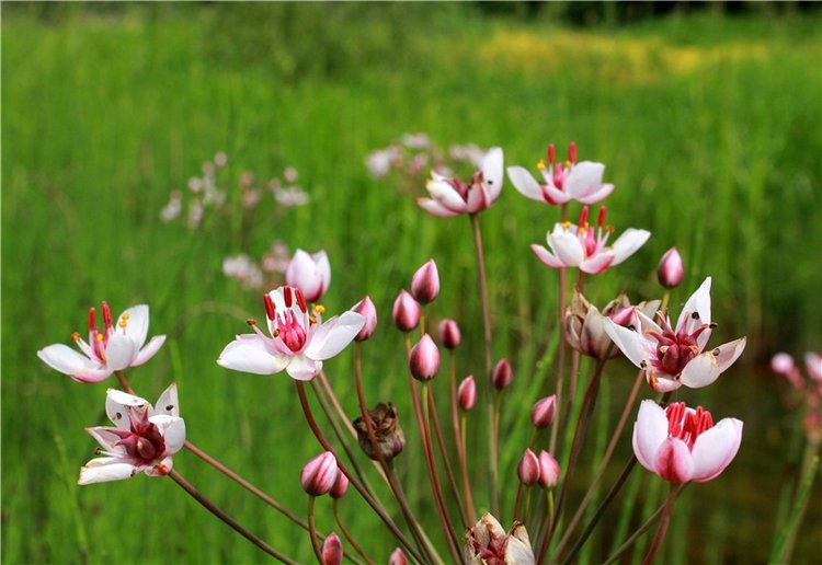 Подготовка к Конкурсу Кукольной Красоты Мисс Бэйбики 2019 (фото 7)