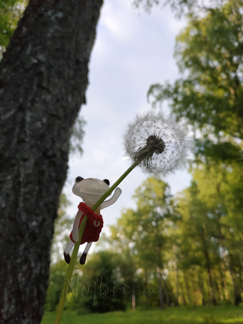 Wonderfrog. Красота в простоте