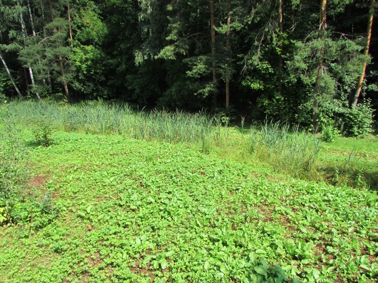 Малышня на прогулке в Бирюлёвском дендропарке (фото 8)