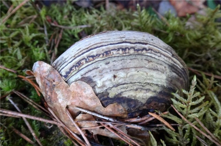 23 февраля - расцвели синие подснежники