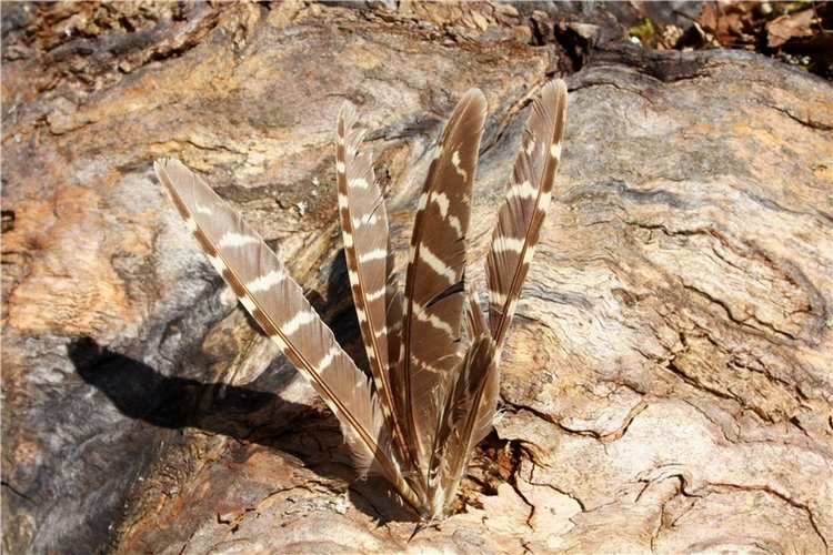 Прогулка Софи. Lati HoneyBee New Mystic Sophie | Бэйбики Прогулка Софи. Lati HoneyBee New Mystic Sophie