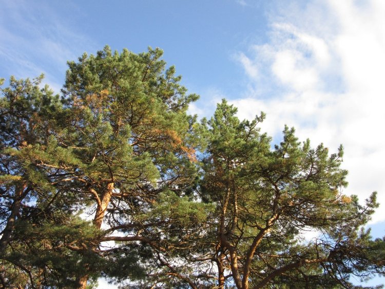 Горячее солнышко Кисловодска (фото 9)