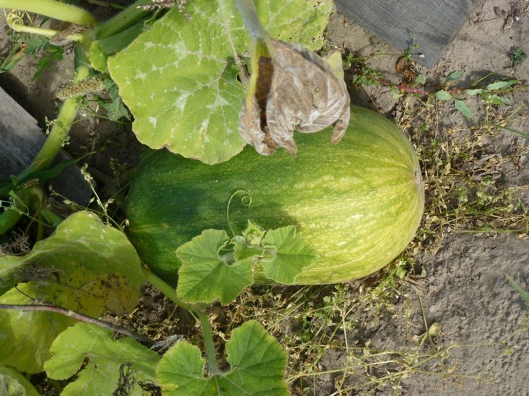 Отдых в деревне с Джой — Туризм и путешествия: фотоотчеты из поездок