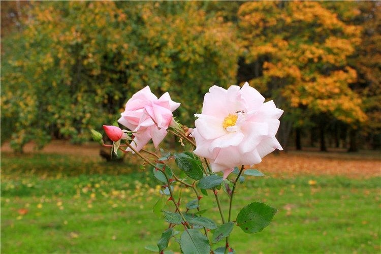 Золотая Осень в Берново с Имани. Mini Imani от Kaye Wiggs