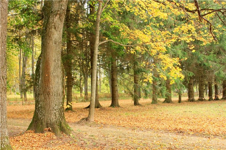 Золотая Осень в Берново с Имани. Mini Imani от Kaye Wiggs