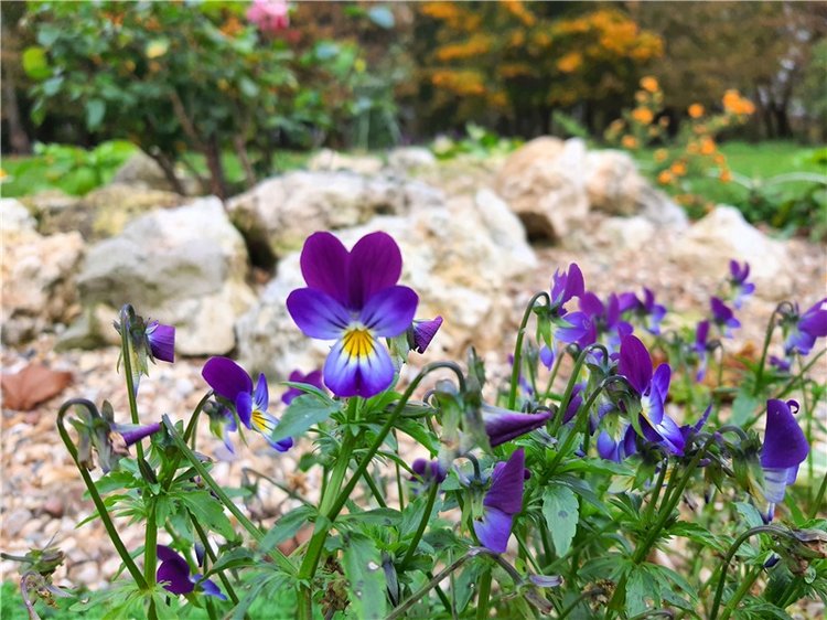 Золотая Осень в Берново с Имани. Mini Imani от Kaye Wiggs