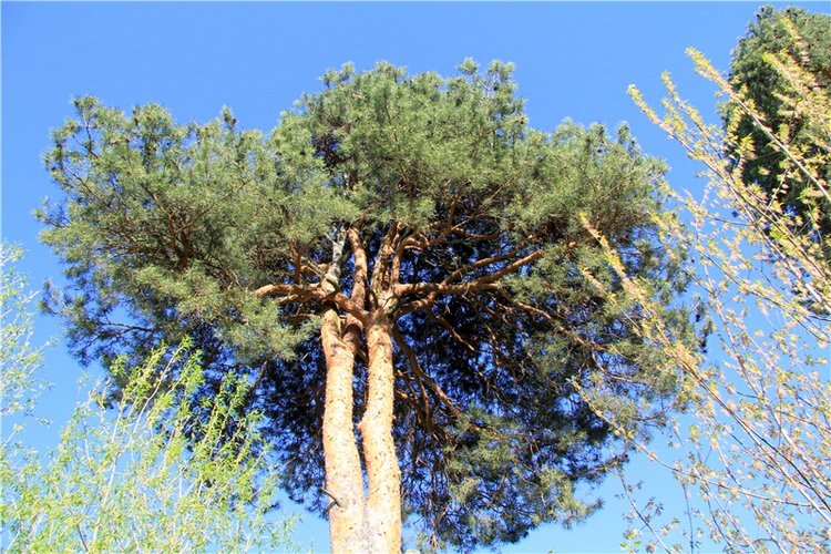 Одуванчиковая нежность, прогулка по Торжку