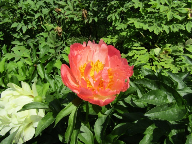 Тони Старк: приключения без брони. И снова Аптекарский огород | Бэйбики Тони Старк: приключения без брони. И снова Аптекарский огород