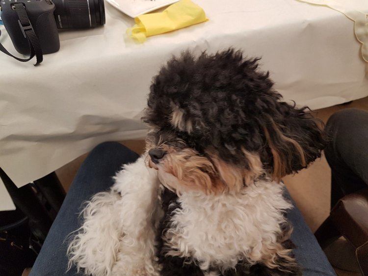 Пасхальная встреча в магазине кукол! Часть 5. Вихтели