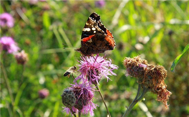 Инопланетянка Нийя. Custom Blythe Doll UFO Go Go Takara