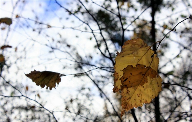 Ромашковый октябрь. Zwergnase Mischa