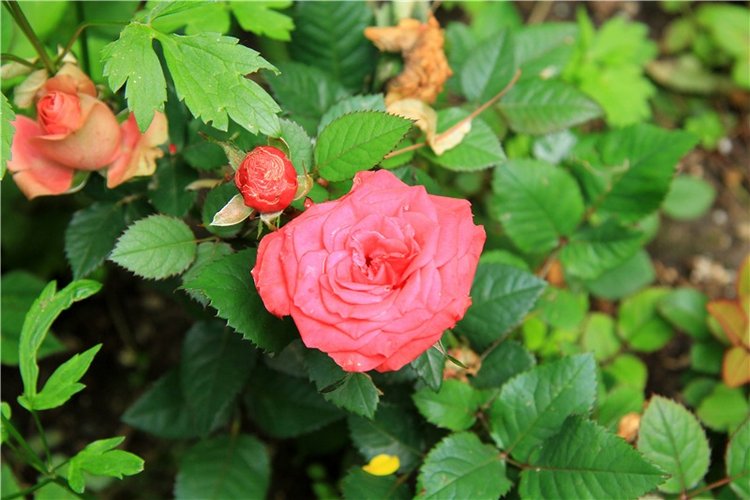 Путешествие с Бенни — Культура