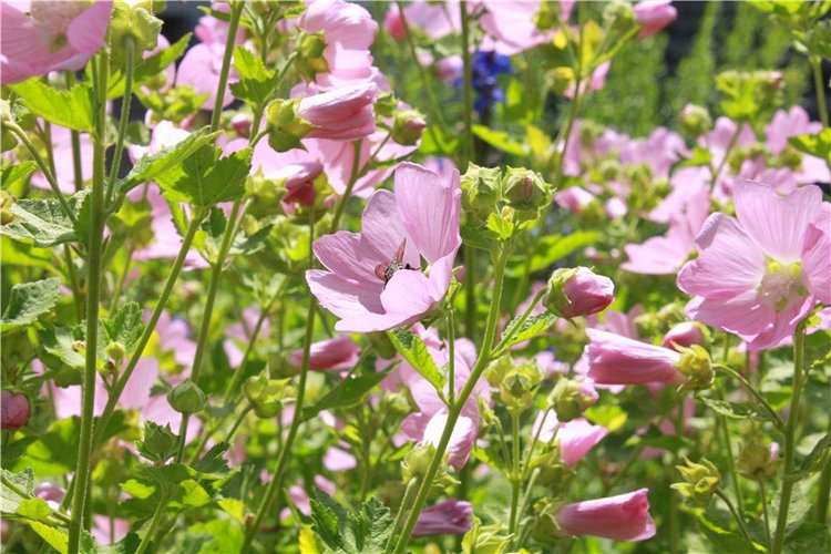 Любимая Старица. Свято-Успенский мужской монастырь