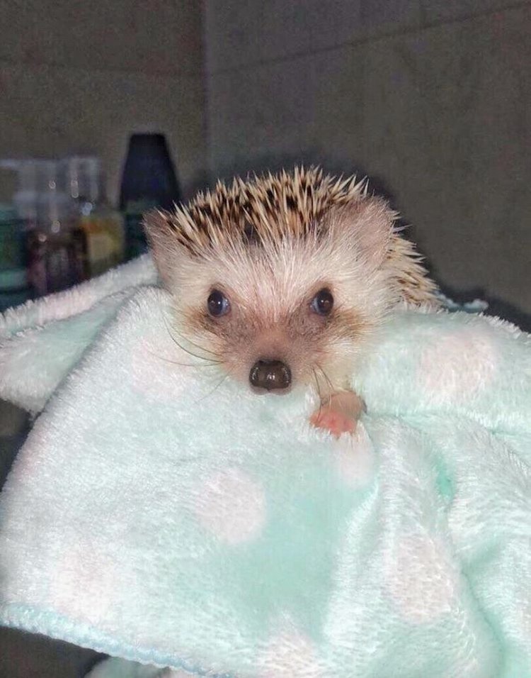 Любительские фотографии Ежей (выпуск 1) | Бэйбики Любительские фотографии Ежей (выпуск 1)