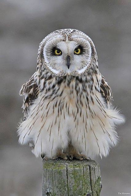 Любительские и профессиональные фотографии Сов (выпуск 2)