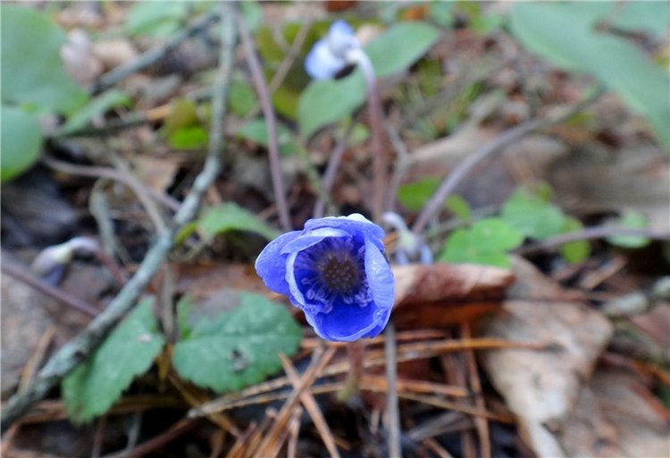 23 февраля - расцвели синие подснежники