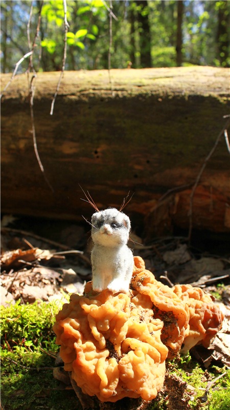 Путешествие Софи в Старицу. Lati HoneyBee New Mystic Sophie