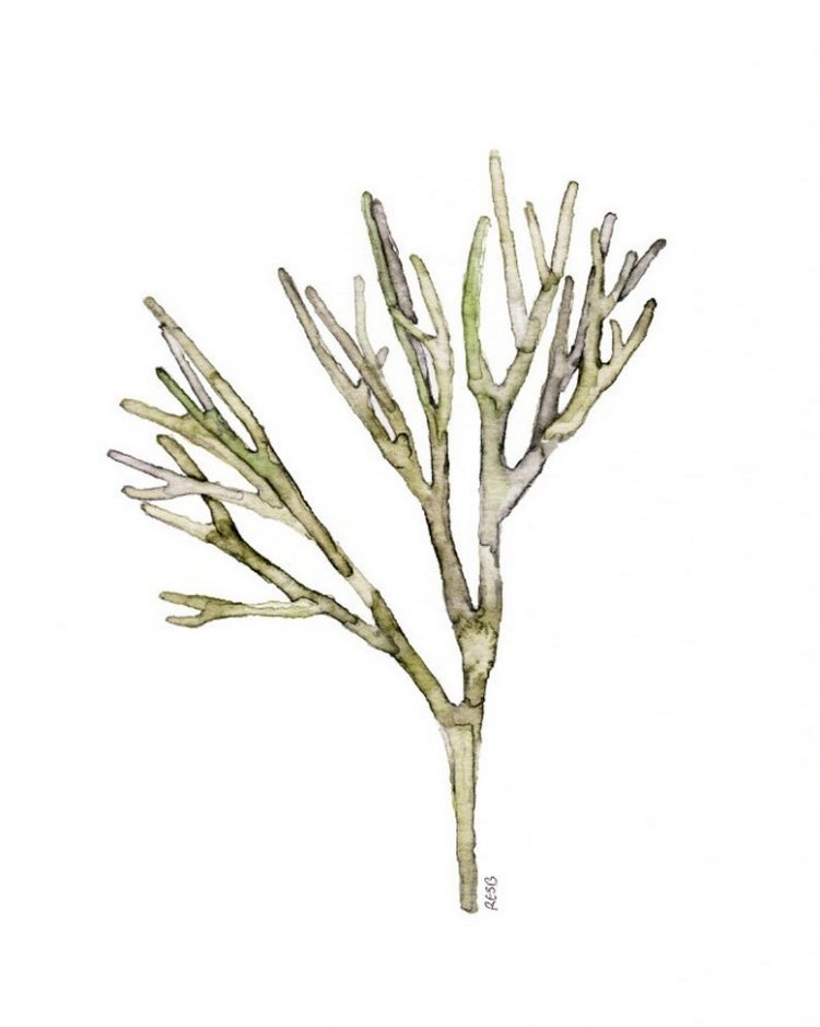 TheColorfulCatStudio - Иллюстрации подводного мира by Rachel Byler