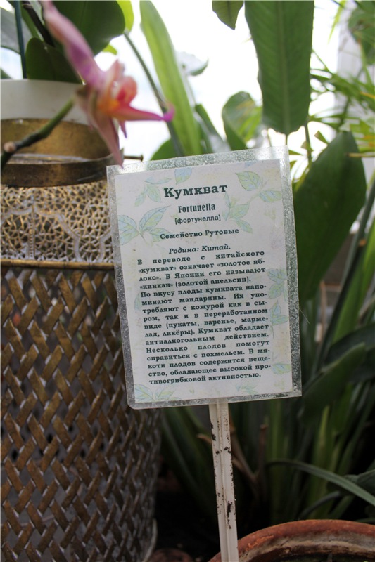 Тверской Ботанический Сад, продолжение | Бэйбики Тверской Ботанический Сад, продолжение