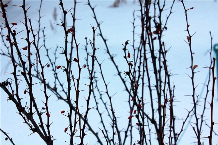 Тверской Ботанический Сад, заключительная часть