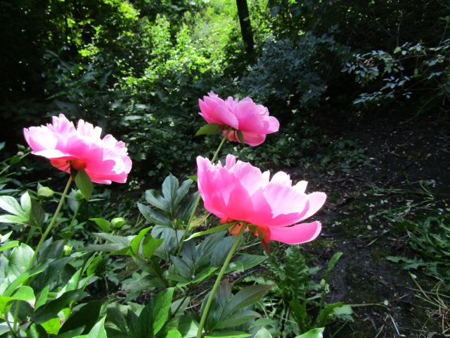 Тони Старк: приключения без брони. И снова Аптекарский огород | Бэйбики Тони Старк: приключения без брони. И снова Аптекарский огород