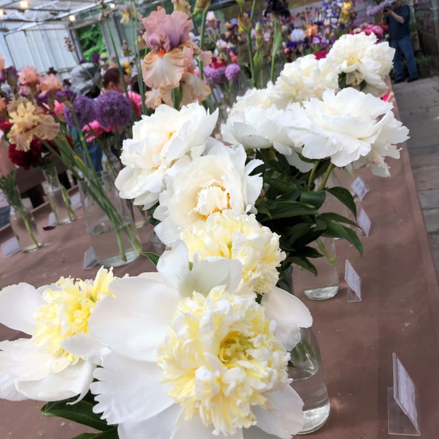 Тони Старк: приключения без брони. И снова Аптекарский огород | Бэйбики Тони Старк: приключения без брони. И снова Аптекарский огород