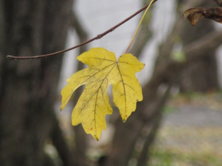 Полная корзинка — Куклы Takara Tomy (Такара): Licca (Ликка)