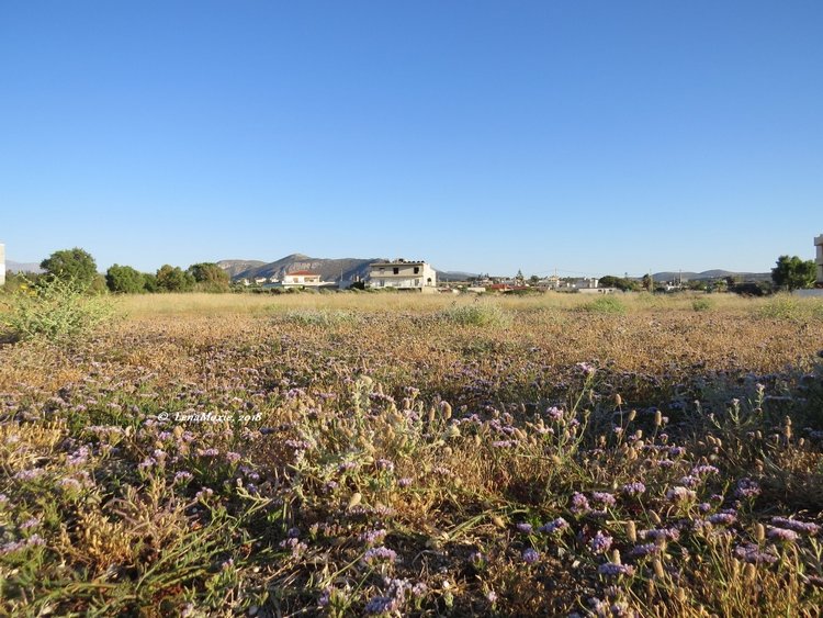 Kidz' тур. Нико на Крите. Аниссарас (фото 9)