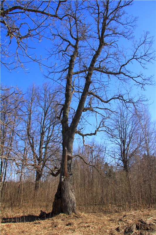 Апрельский день в Василёво, заключительная часть