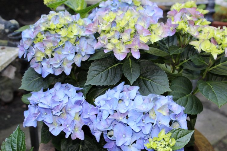 Sonja гуляет в саду. Коллекционная кукла от Helen Kish (фото 10)