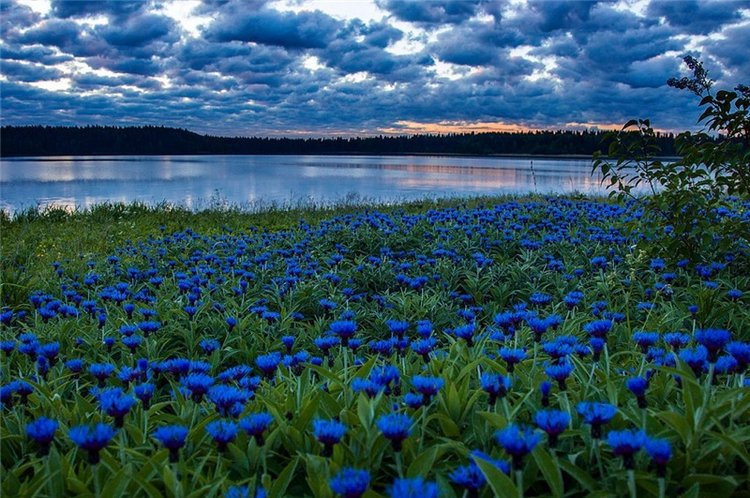 Ах, васильки, васильки — Красивая природа и цветы: фото пейзажей