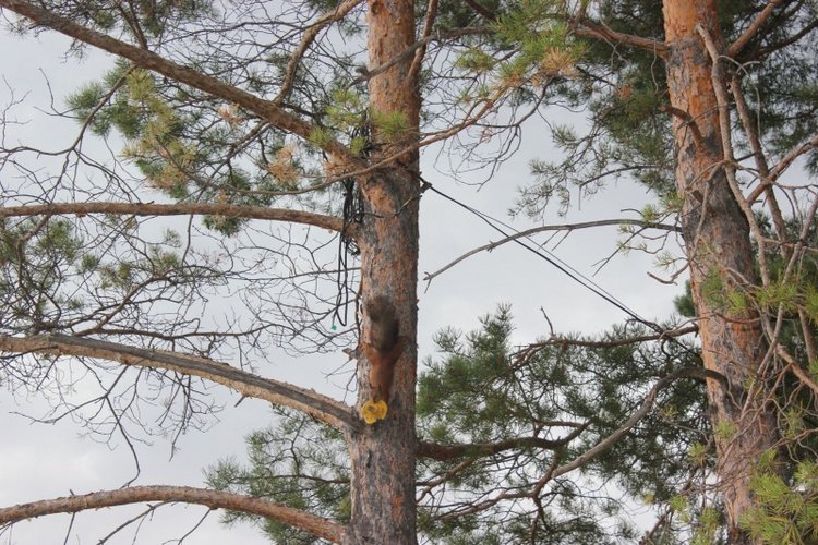 Базовичок обыкновенный. Дикий, но симпатичный | Бэйбики Базовичок обыкновенный. Дикий, но симпатичный (фото 6)