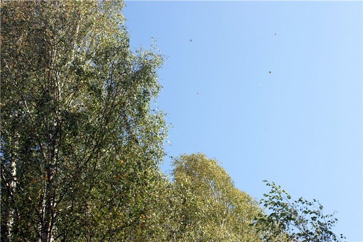 Путешествие Адель в "Сад камней". Джульетта от Sylvia Natterer