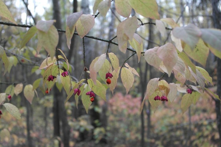 Мои куклы Kidz'n'Cats. Рогнеда (Алексис) 2011