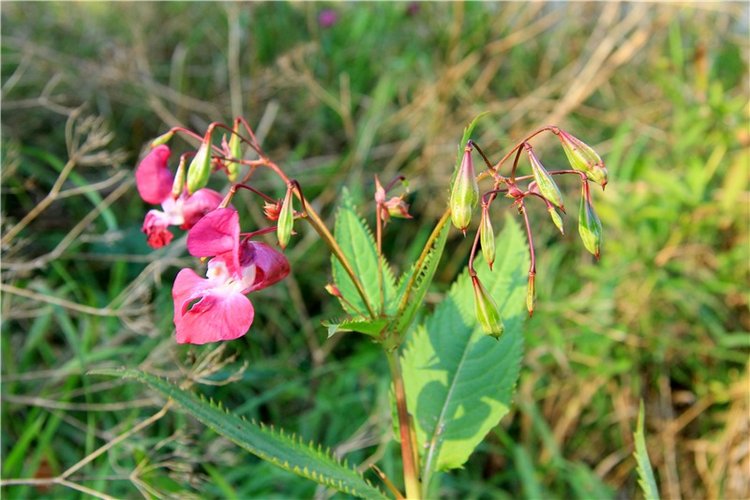 Нийя. Воспоминание об осени, Чукавино, Эко-Лэнд