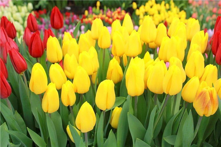 Тюльпановый Рай, продолжение. Выставка тюльпанов в Твери. Mini Layla elf Sunkissed skin от Kaye Wiggs (фото 4)