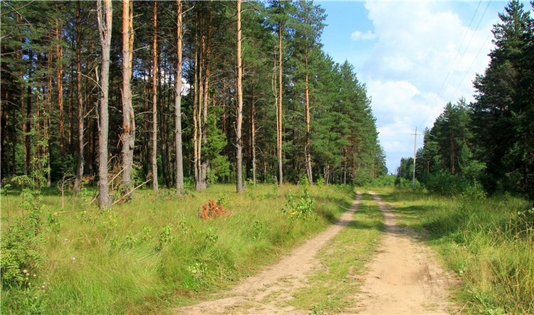 Девочка и Ёжик. Minifee Miyu FairlyLand | Бэйбики Девочка и Ёжик. Minifee Miyu FairlyLand