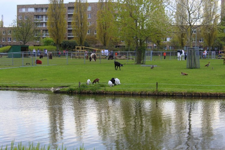 Цветущая Сакура. Прогулка по парку с Алисой. Весенние зарисовки