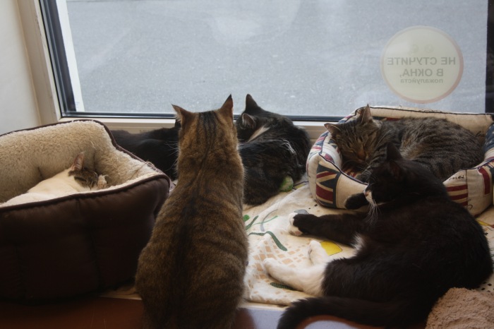 Петербург. Прогулка по крышам. Котокафе. Старые слайды (фото 4)