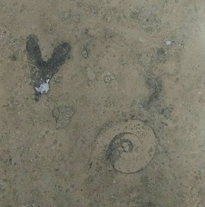 Звероящер и узоры времён динозавров в Московском метро