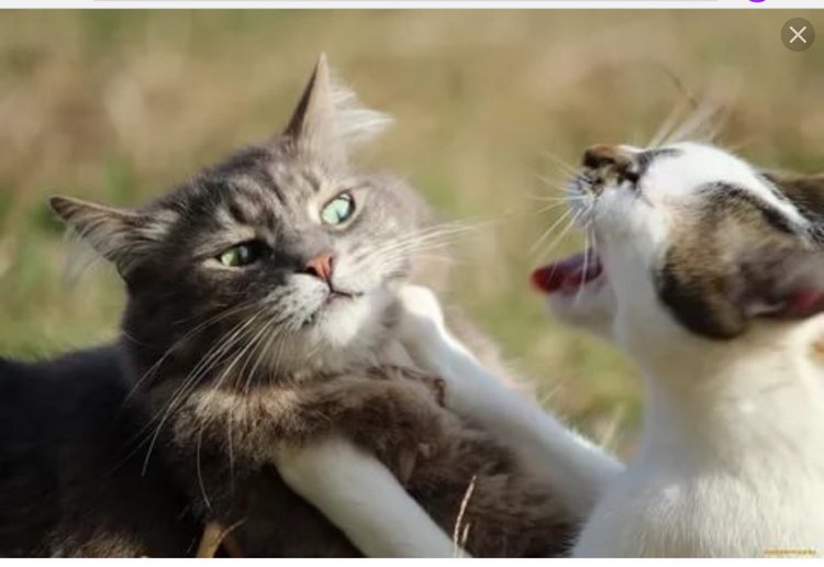 Куклы, которые нас выбирают