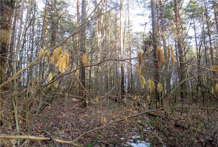 23 февраля - расцвели синие подснежники