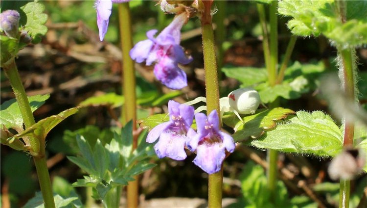 Весенняя Фея. Kyrra Fair Meadow doll | Бэйбики Весенняя Фея. Kyrra Fair Meadow doll