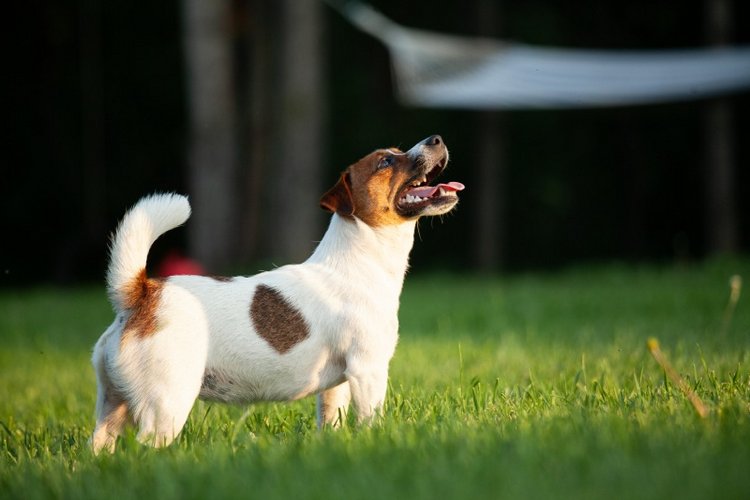 В гостях у STEPHA dolls! Biggers, Миниамигес, Вестида де Азул