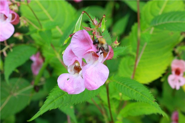 Сентябрьское путешествие в Старицу, четвёртая часть