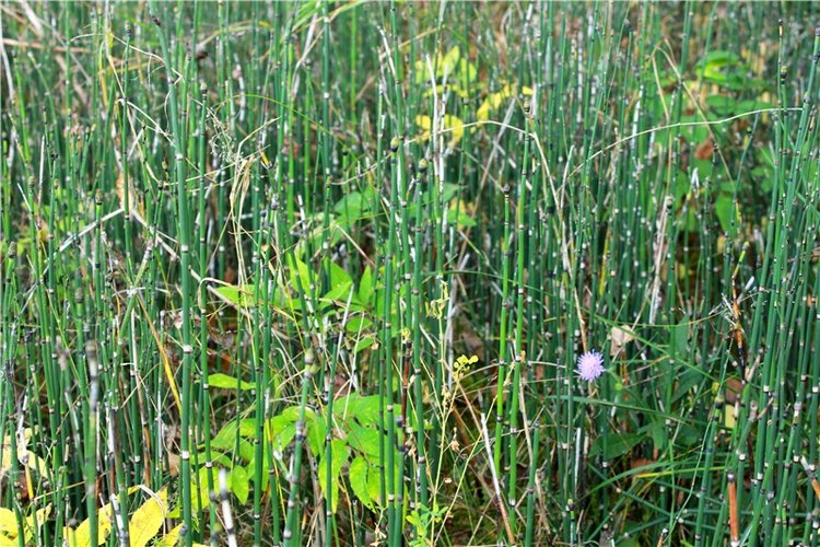 Путешествие Имани на Волгу, продолжение. Mini Imani от Kaye Wiggs (фото 10)