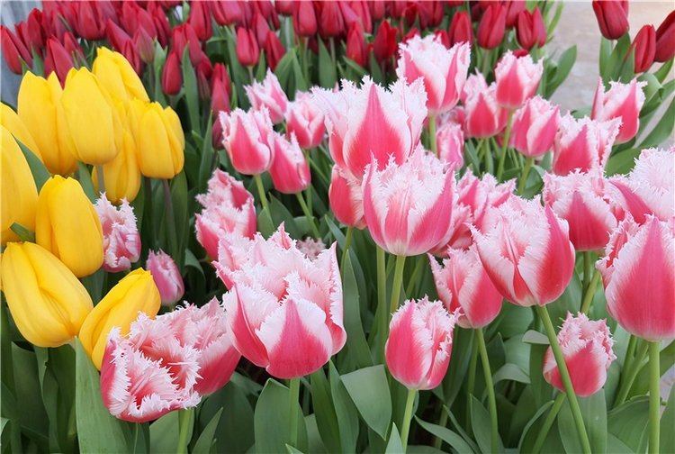 Выставка тюльпанов в Твери (фото 9)